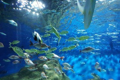 中國最好水族館的排行（大連老虎灘極地海洋館是中國首都的標(biāo)志性海洋公園之一）