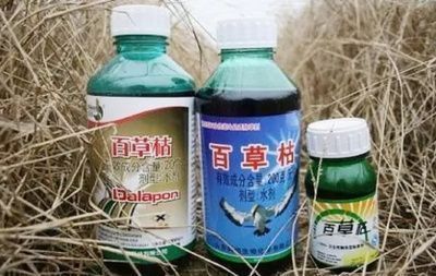 常見雷龍魚品種（如何區(qū)分雷龍魚的品種？） 水族問答