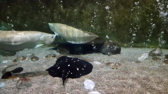 水族館店鋪里有什么動(dòng)物嗎視頻（水族館店鋪經(jīng)營秘訣水族館店鋪經(jīng)營秘訣水族館店鋪經(jīng)營秘訣）