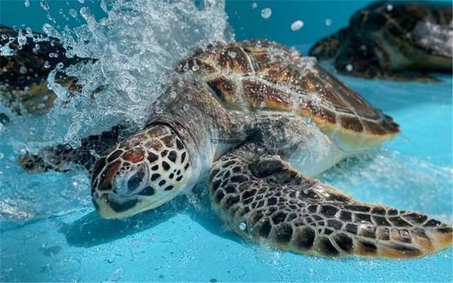 水族館店鋪里有什么動(dòng)物嗎視頻（水族館店鋪經(jīng)營秘訣水族館店鋪經(jīng)營秘訣水族館店鋪經(jīng)營秘訣）