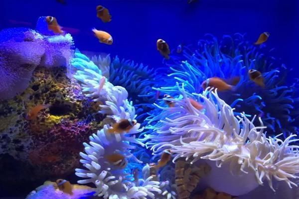 水族館開放時(shí)間最新（上海海洋水族館全年開放時(shí)間09:00至18:00）