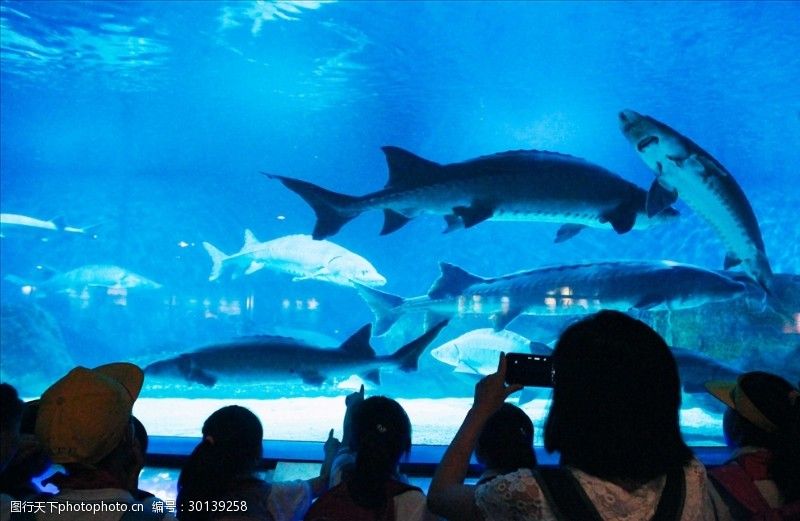 水族館里一般有什么動物呢（水族館中的特殊展區(qū)） 水族館百科（水族館加盟） 第5張