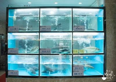 水族館餐廳的菜品有哪些（上海海洋水族館餐廳）