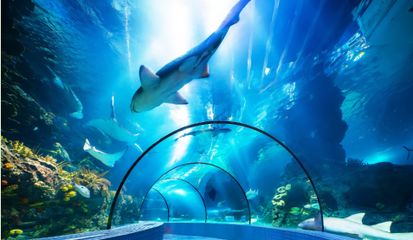 水族館哪個地方的好（上海海洋水族館親子游玩攻略大連圣亞海洋世界門票優(yōu)惠）