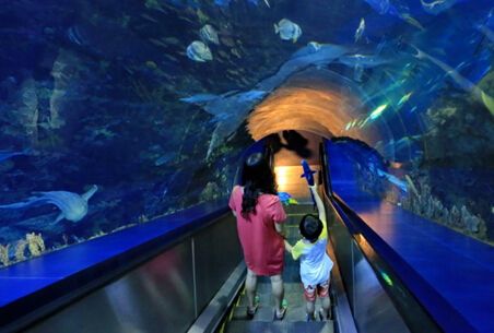 水族館哪個地方的好（上海海洋水族館親子游玩攻略大連圣亞海洋世界門票優(yōu)惠）