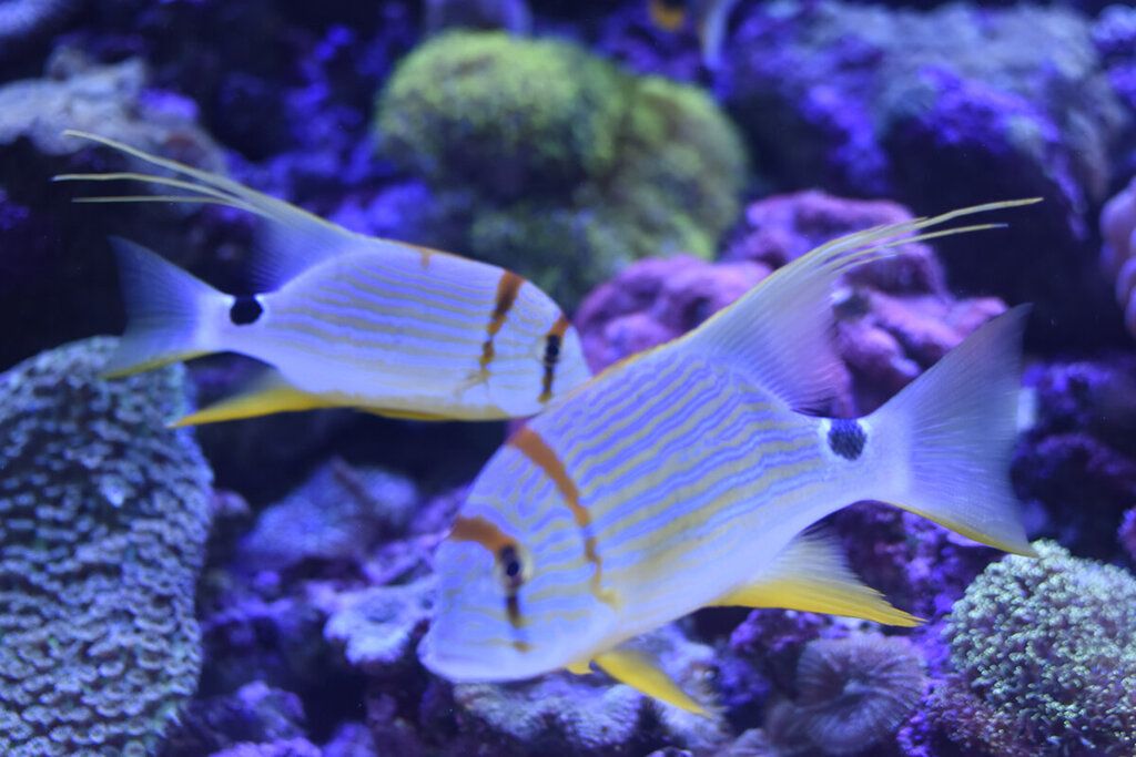 水族館魚類大全名稱圖片大全高清（水族館魚類大全名稱圖片大全） 水族館百科（水族館加盟） 第4張