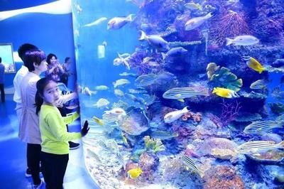 水族館的名字大全有哪些（沖繩美麗海水族館及其特點(diǎn)：圣地亞哥海洋世界沖繩美麗海水族館） 水族館百科（水族館加盟） 第4張