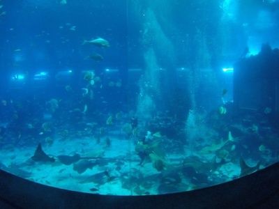 水族館的名字大全有哪些（沖繩美麗海水族館及其特點(diǎn)：圣地亞哥海洋世界沖繩美麗海水族館）