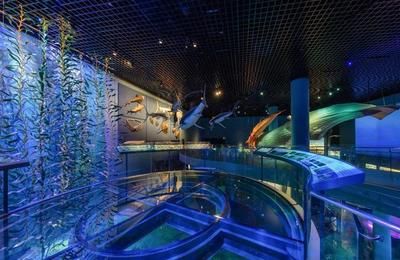 水族館開在什么地方合適（水族館如何選址）