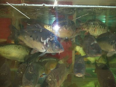 水族館店鋪照片真實(shí)（關(guān)于水族館店鋪照片真實(shí)詳情）