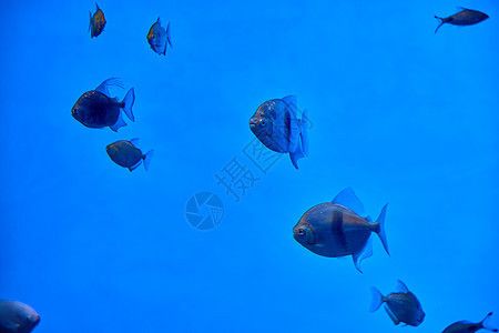 水族館魚(yú)類(lèi)大全名稱(chēng)圖片大全及價(jià)格（水族館中魚(yú)類(lèi)的全稱(chēng)、圖片以及價(jià)格）