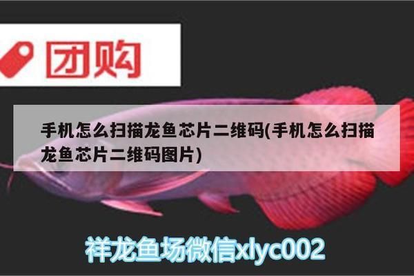 龍魚(yú)怎么掃碼（手機(jī)nfc掃描龍魚(yú)芯片信息解讀指南,手機(jī)nfc掃描龍魚(yú)芯片教程）