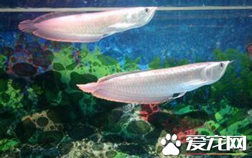 最小的銀龍魚(yú)多少錢（最小的銀龍魚(yú)價(jià)格在50至70元之間，如何辨別真假銀龍魚(yú)）