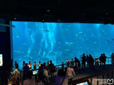 水族館開館時(shí)間（上海海洋水族館特色展覽介紹水族館開館時(shí)間表演時(shí)間表） 水族館百科（水族館加盟） 第2張