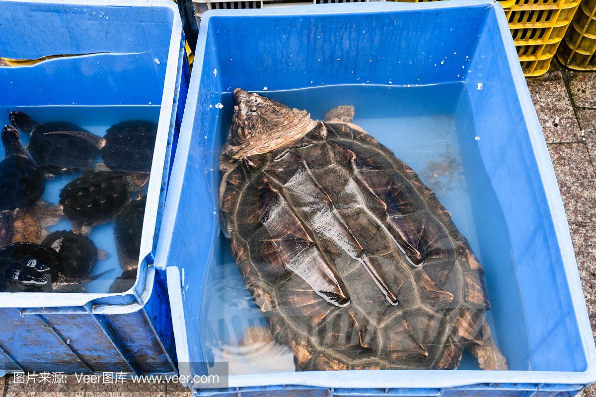 水族館店鋪里有什么動物和植物（探討水族館店鋪中常見的動物和植物種類） 水族館百科（水族館加盟） 第1張