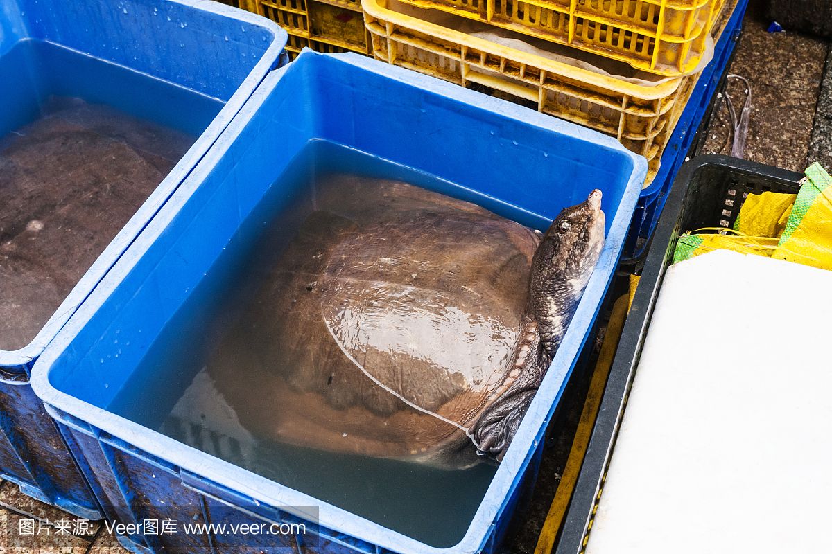 水族館店鋪里有什么動物和植物（探討水族館店鋪中常見的動物和植物種類） 水族館百科（水族館加盟） 第5張