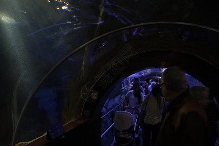 水族館店鋪里有什么動物名字和圖片（水族館中常見的一些動物名字和簡要介紹）