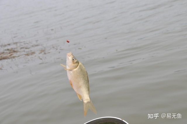 有沒有金龍魚這個品種的魚（金龍魚可以通過人工授精的方式繁殖） 水族問答 第1張