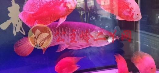 藍底金龍魚發(fā)色過程（藍底金龍魚的發(fā)色過程） 龍魚百科 第5張