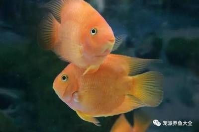 埃及神仙魚(yú)可以和龍魚(yú)混養(yǎng)嗎圖片（埃及神仙魚(yú)和龍魚(yú)可以混養(yǎng)但需要確保魚(yú)缸水質(zhì)適宜） 水族問(wèn)答 第1張