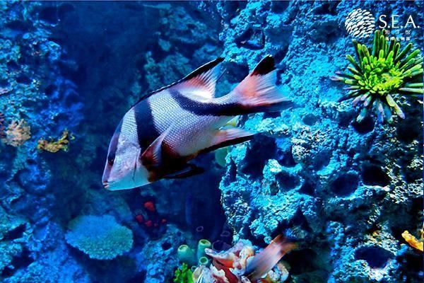 水族館魚類介紹大全（水族館中的魚類繁殖技術(shù)和水族館魚類繁殖技術(shù)介紹）