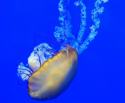 做水族館能賺錢嗎（開設(shè)水族館200平方米的水族館總投資預(yù)算40萬元） 水族館百科（水族館加盟） 第4張