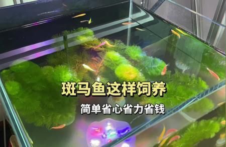 龍魚總趴缸是怎么回事?。槭裁待堲~喜歡在魚缸里趴著？） 水族問(wèn)答 第1張