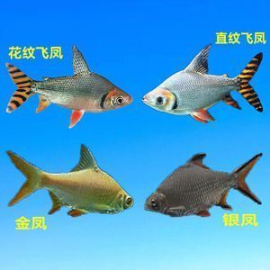 金龍魚和泰國(guó)鯽魚混養(yǎng)