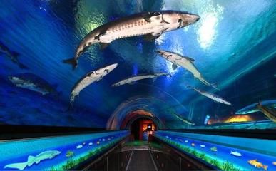 水族館店鋪介紹語句（上海水族館店鋪介紹）