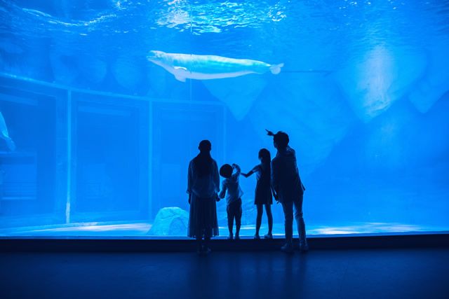 水族館店鋪介紹語句（上海水族館店鋪介紹） 水族館百科（水族館加盟） 第5張