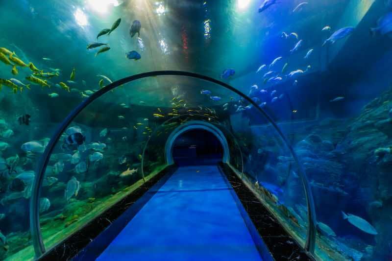 水族館店鋪介紹語句（上海水族館店鋪介紹） 水族館百科（水族館加盟） 第3張