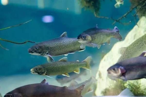 水族館屬于什么類型場所（水族館如何保障動物的需求） 水族館百科（水族館加盟） 第5張