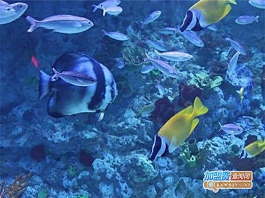 水族館的利潤（水族館的盈利潛力） 水族館百科（水族館加盟） 第1張