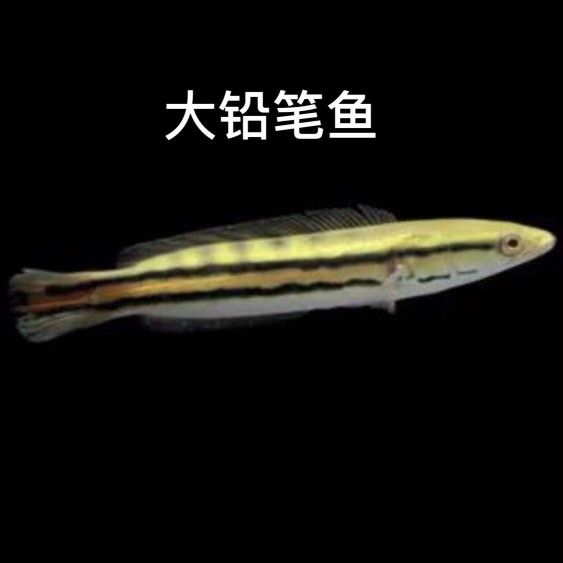 黃金黑魚是黃金雷龍魚嗎為什么（黃金黑魚和黃金雷龍魚是一種魚嗎？）