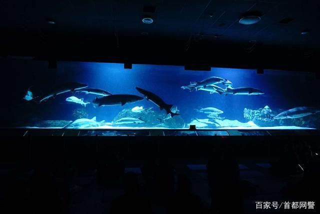 水族館好玩嗎現(xiàn)在還能去嗎（上海海洋水族館是一個適合各個年齡段游客的旅游目的地） 水族館百科（水族館加盟） 第2張