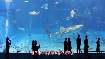 水族館起什么名字霸氣點(diǎn)（水族館名字應(yīng)該體現(xiàn)出其獨(dú)特的魅力和特色，同時(shí)要易于記憶、發(fā)音清晰） 水族館百科（水族館加盟） 第4張