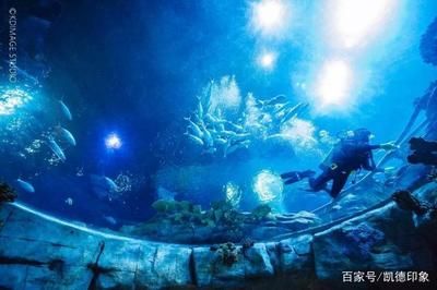 游戲 水族館 表演（關(guān)于游戲水族館表演的詳情） 水族館百科（水族館加盟） 第5張