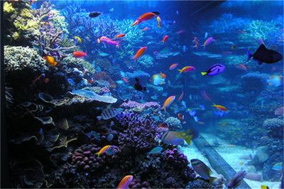 品牌水族館加盟排行榜 水族館百科（水族館加盟） 第4張