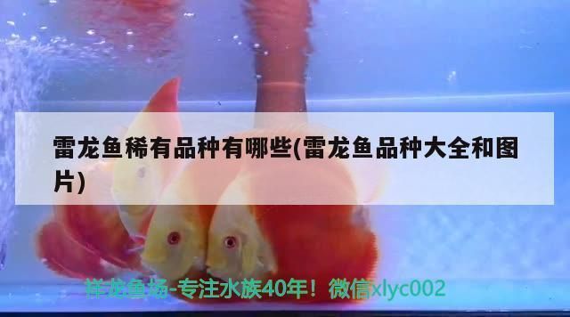 給龍魚下鹽水比（如何給龍魚下鹽水） 龍魚百科 第3張