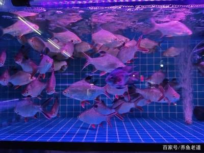 想開個(gè)水族館怎么開店（如何開設(shè)水族館） 水族館百科（水族館加盟） 第5張