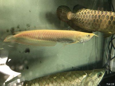 黃化龍魚（黃化龍魚的市場價(jià)格趨勢） 龍魚百科 第2張