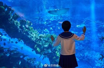 開(kāi)一個(gè)水族館的問(wèn)題（開(kāi)一個(gè)水族館是一個(gè)需要綜合考慮資金、法律合規(guī)、市場(chǎng)潛力的商業(yè)項(xiàng)目） 水族館百科（水族館加盟） 第4張