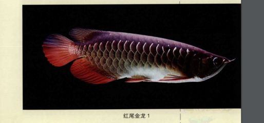 紅尾金龍魚吃什么（紅尾金龍魚喂養(yǎng)注意事項） 龍魚百科 第5張