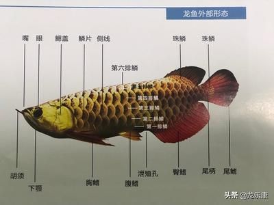 龍魚常見品種飼養(yǎng)與現(xiàn)狀分析圖（龍魚常見品種、飼養(yǎng)方法和現(xiàn)狀分析龍魚養(yǎng)殖水質(zhì)管理技巧） 龍魚百科 第4張