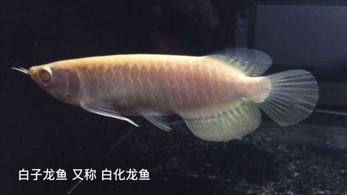 白化金龍魚值多少錢（白化金龍魚價格因尺寸、健康狀況和稀有度而異，白化金龍魚飼養(yǎng)技巧） 龍魚百科 第3張