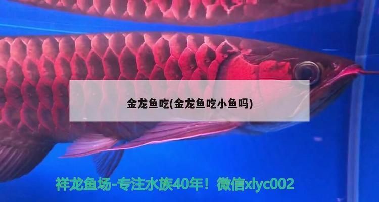 白化金龍魚值多少錢（白化金龍魚價格因尺寸、健康狀況和稀有度而異，白化金龍魚飼養(yǎng)技巧） 龍魚百科 第4張