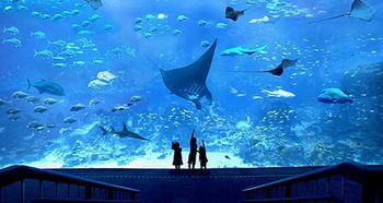 水族館品牌排行榜（2024年水族館品牌排行榜）