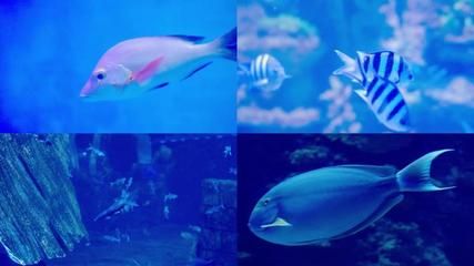 水族館里魚的種類圖片和介紹視頻（水族館中魚類的種類及其圖片和其圖片和介紹視頻介紹） 水族館百科（水族館加盟） 第5張