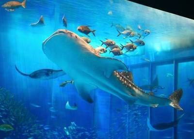 水族館排名一覽表最新（全球十大知名水族館排名） 水族館百科（水族館加盟） 第4張