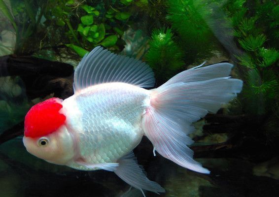 開個水族館多少錢一個月（開設一個小型水族館的月度成本因素而異每月數(shù)千元不等） 水族館百科（水族館加盟） 第1張